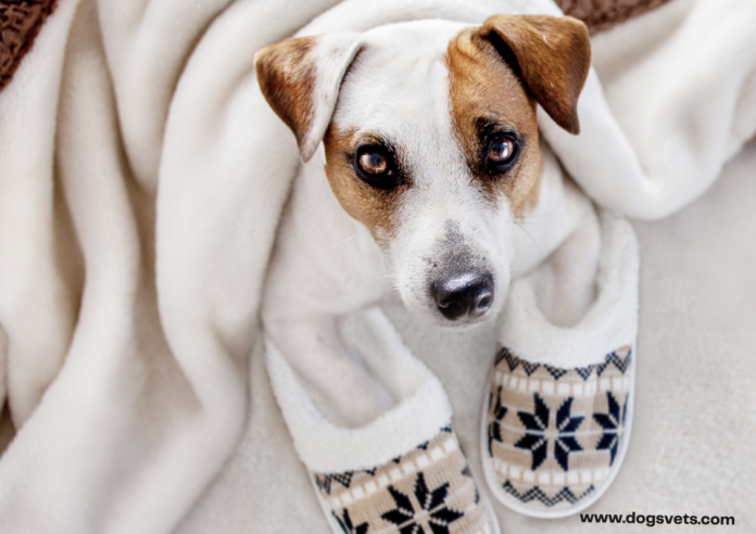 How to Prepare Your Home for Having a Pet? How to Prepare Your Home for Having a Pet?