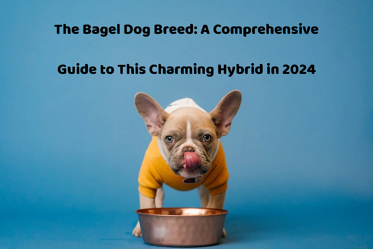 bagel dog breed