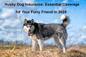 husky dog insurance