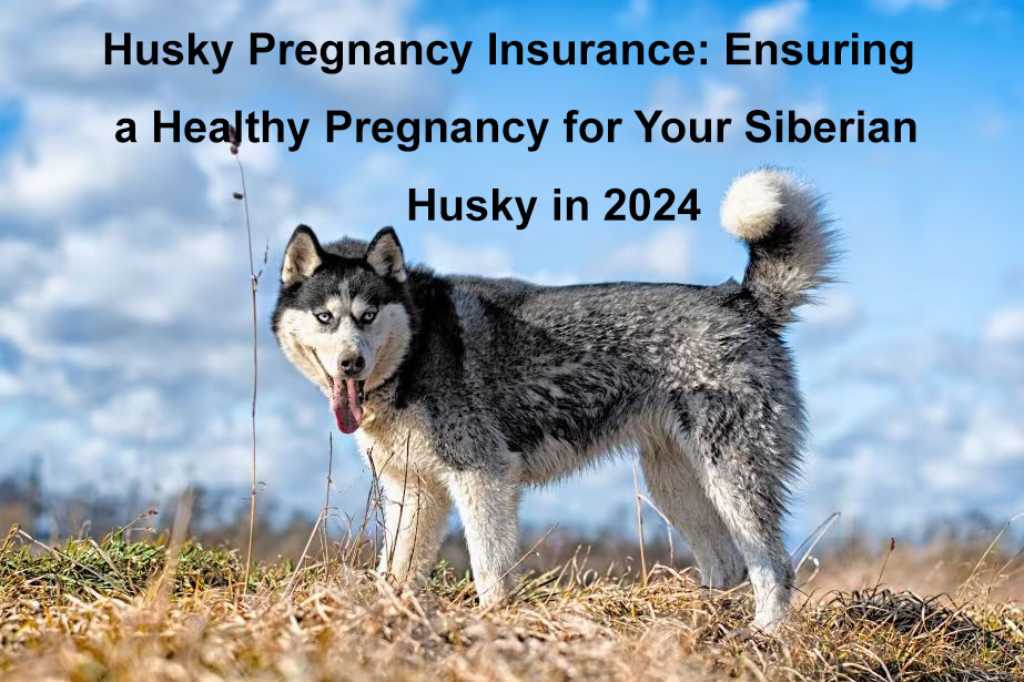 husky pregnancy insurance