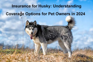 insurance for husky