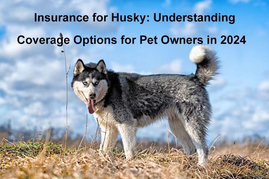 insurance for husky