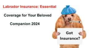 labrador insurance